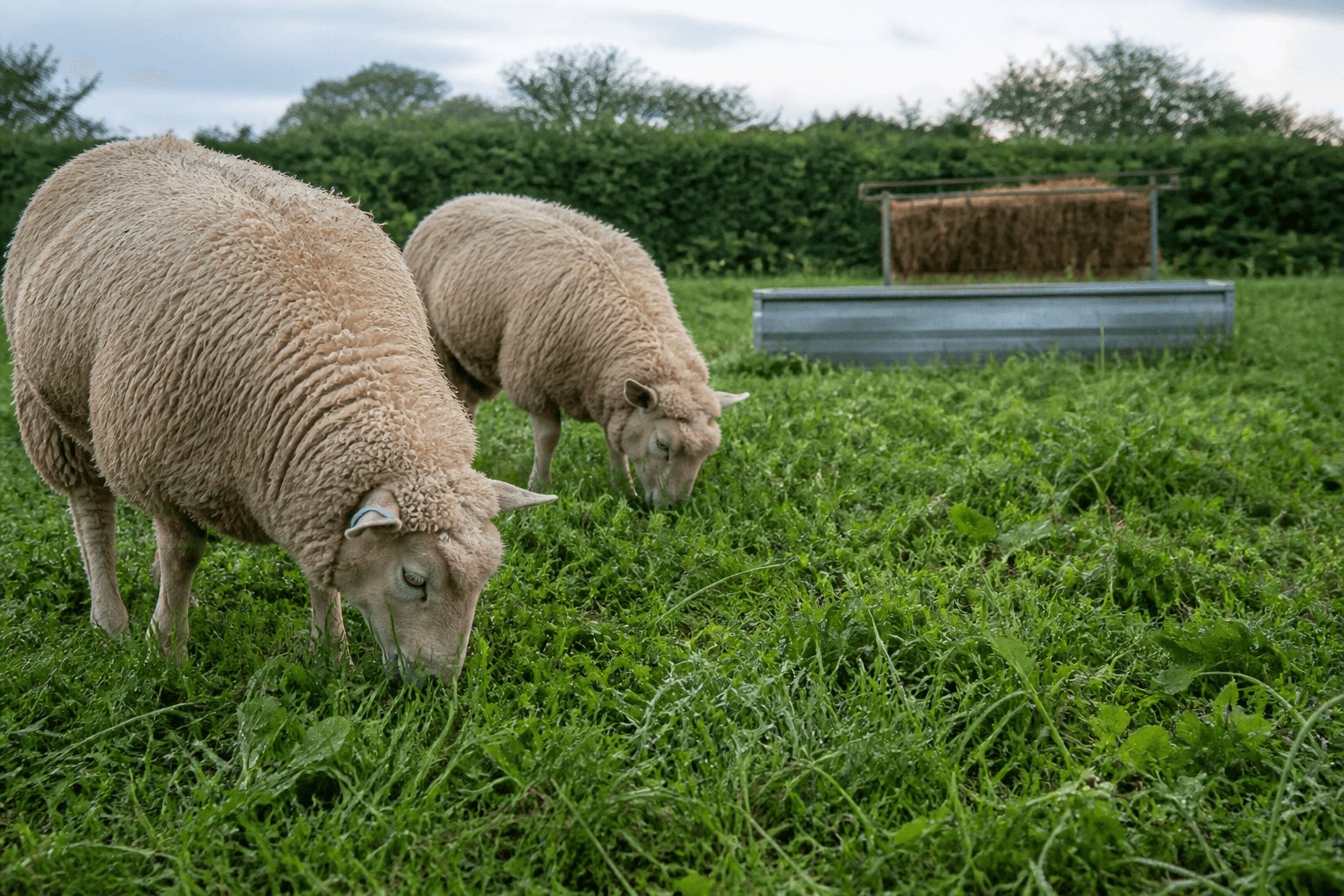 Two sheep grazing varied grass with clean water and hay nearby