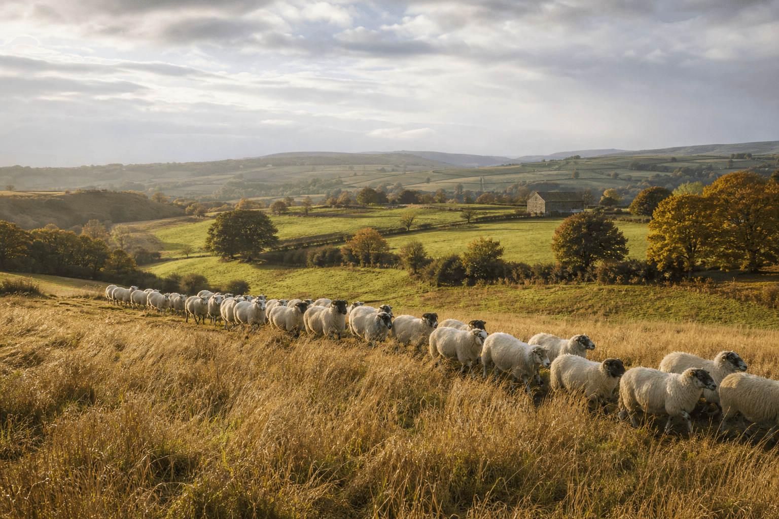 A flock crossing autumn pasture in a rolling British farm landscape