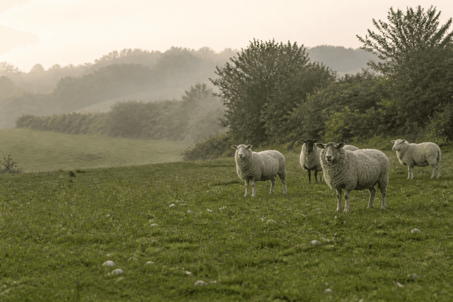 The flock grazing across the green pasture at Bramble Hill